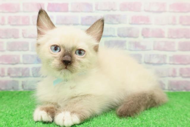 岩手県のラグドール (Coo&RIKU岩手盛岡店/2025年11月18日生まれ/男の子/シールポイントミテッド)の子猫の2枚目の画像