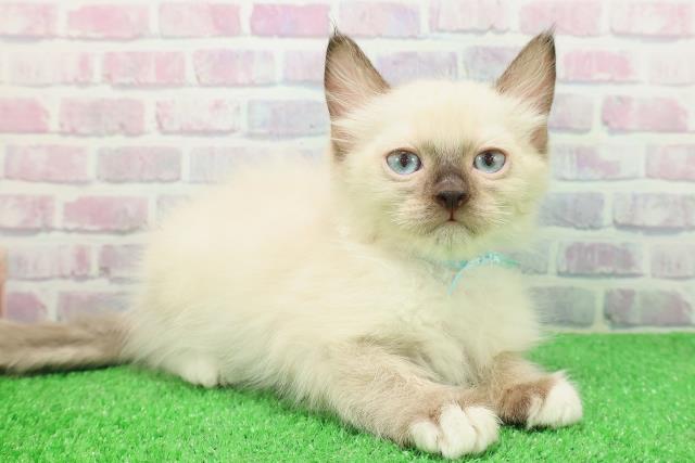 岩手県のラグドール (Coo&RIKU岩手盛岡店/2025年11月18日生まれ/男の子/シールポイントミテッド)の子猫の3枚目の画像