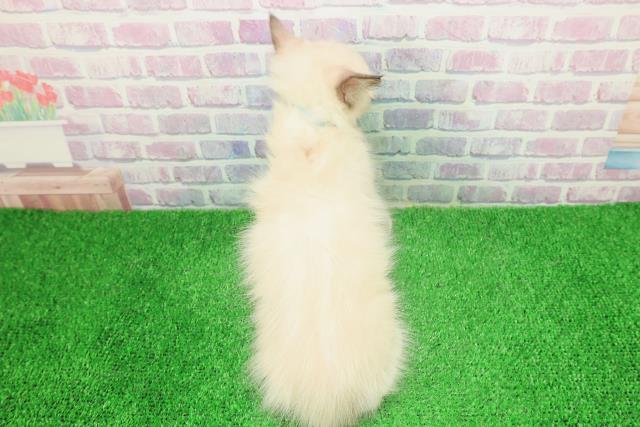 岩手県のラグドール (Coo&RIKU岩手盛岡店/2025年11月18日生まれ/男の子/シールポイントミテッド)の子猫の4枚目の画像