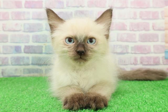 青森県のラグドール (Coo&RIKU青森店/2025年11月18日生まれ/男の子/シールポイント)の子猫の1枚目の画像