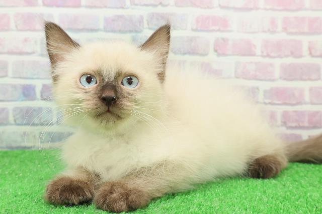 青森県のラグドール (Coo&RIKU青森店/2025年11月18日生まれ/男の子/シールポイント)の子猫の2枚目の画像