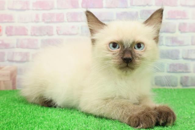青森県のラグドール (Coo&RIKU青森店/2025年11月18日生まれ/男の子/シールポイント)の子猫の3枚目の画像