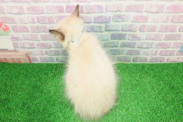 青森県のラグドール (Coo&RIKU青森店/2025年11月18日生まれ/男の子/シールポイント)の子猫の4枚目の画像