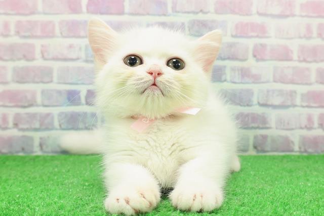 長野県のミヌエット (Coo&RIKU松本店/2025年11月13日生まれ/女の子/ホワイト)の子猫の1枚目の画像