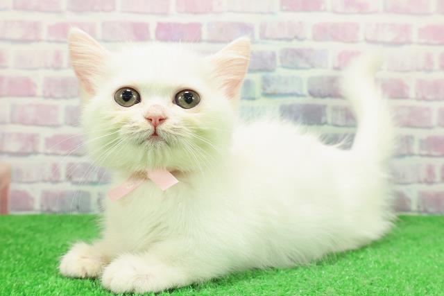 長野県のミヌエット (Coo&RIKU松本店/2025年11月13日生まれ/女の子/ホワイト)の子猫の2枚目の画像