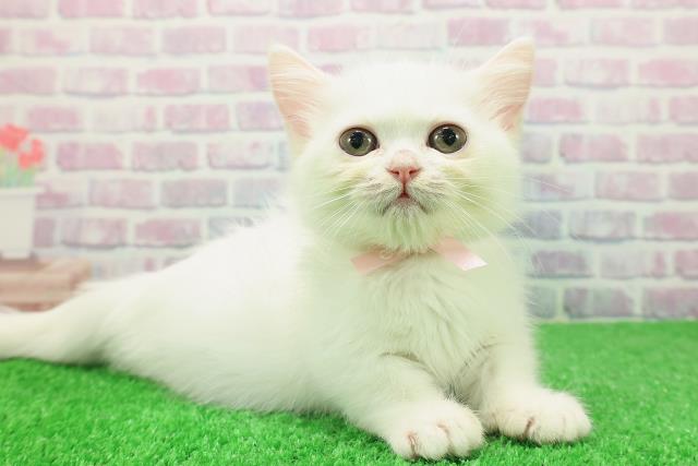 長野県のミヌエット (Coo&RIKU松本店/2025年11月13日生まれ/女の子/ホワイト)の子猫の3枚目の画像