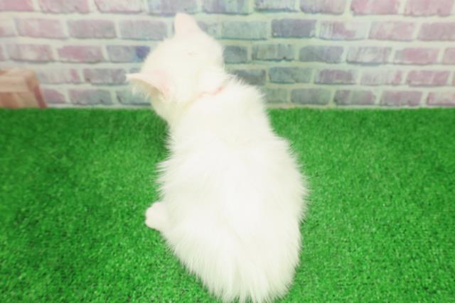 長野県のミヌエット (Coo&RIKU松本店/2025年11月13日生まれ/女の子/ホワイト)の子猫の4枚目の画像