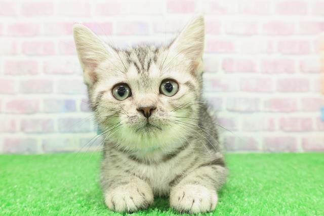 東京都のアメリカンショートヘアー (Coo&RIKU吉祥寺店/2025年11月26日生まれ/男の子/シルバークラシックタビー)の子猫の1枚目の画像