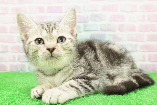 東京都のアメリカンショートヘアー (Coo&RIKU吉祥寺店/2025年11月26日生まれ/男の子/シルバークラシックタビー)の子猫の2枚目の画像