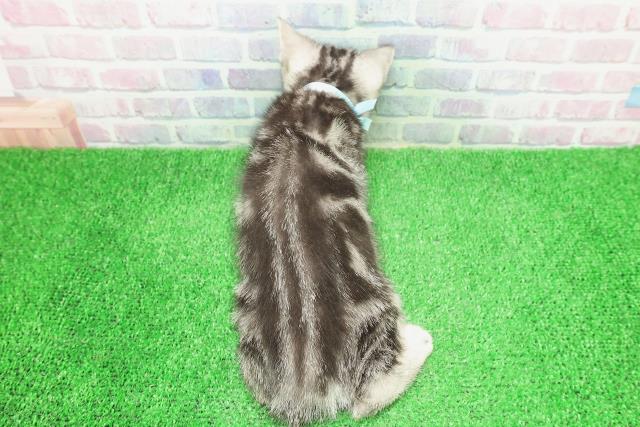 東京都のアメリカンショートヘアー (Coo&RIKU吉祥寺店/2025年11月26日生まれ/男の子/シルバークラシックタビー)の子猫の4枚目の画像