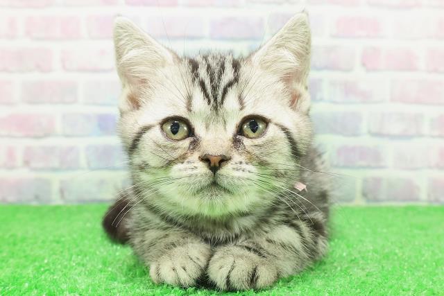 アメリカンショートヘアー