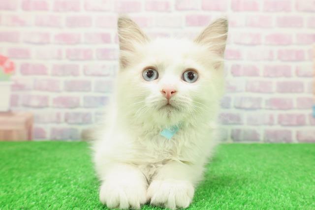 千葉県のラグドール (Coo&RIKUコメリパワー旭店/2025年11月20日生まれ/男の子/ブルーポイントバイカラー)の子猫の1枚目の画像