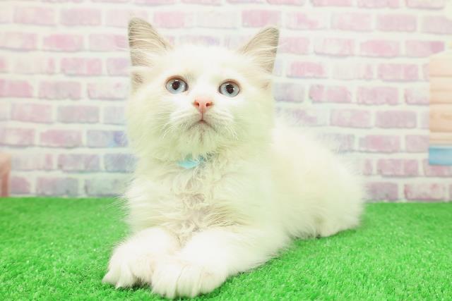 千葉県のラグドール (Coo&RIKUコメリパワー旭店/2025年11月20日生まれ/男の子/ブルーポイントバイカラー)の子猫の2枚目の画像