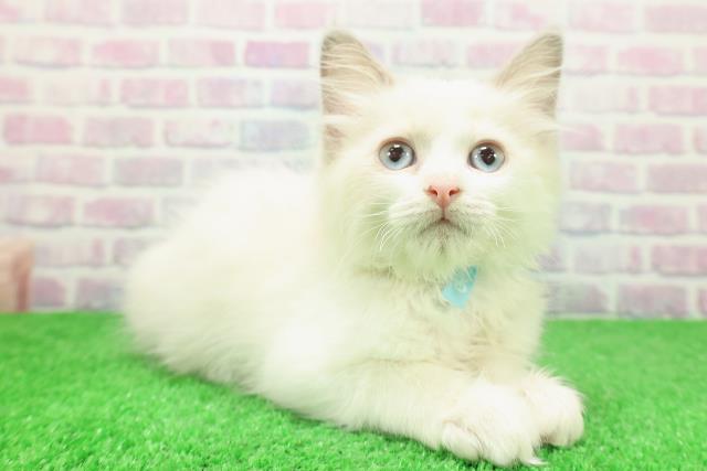 千葉県のラグドール (Coo&RIKUコメリパワー旭店/2025年11月20日生まれ/男の子/ブルーポイントバイカラー)の子猫の3枚目の画像