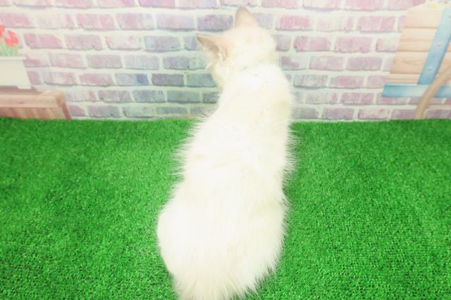 千葉県のラグドール (Coo&RIKUコメリパワー旭店/2025年11月20日生まれ/男の子/ブルーポイントバイカラー)の子猫の4枚目の画像