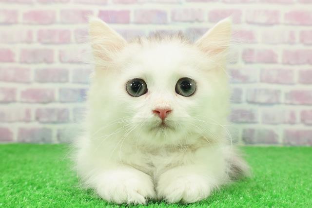 東京都のラガマフィン (Coo&RIKU吉祥寺店/2025年11月19日生まれ/女の子/シルバータビーホワイト)の子猫の1枚目の画像