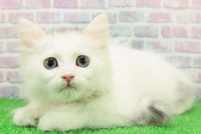 東京都のラガマフィン (Coo&RIKU吉祥寺店/2025年11月19日生まれ/女の子/シルバータビーホワイト)の子猫の2枚目の画像