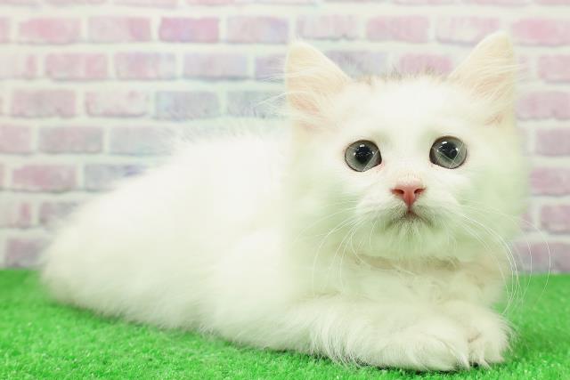 東京都のラガマフィン (Coo&RIKU吉祥寺店/2025年11月19日生まれ/女の子/シルバータビーホワイト)の子猫の3枚目の画像