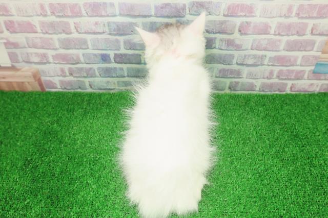 東京都のラガマフィン (Coo&RIKU吉祥寺店/2025年11月19日生まれ/女の子/シルバータビーホワイト)の子猫の4枚目の画像