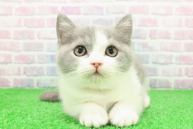 秋田県のブリティッシュショートヘアー (Coo&RIKU秋田店/2025年11月24日生まれ/女の子/ブルーホワイト)の子猫の1枚目の画像