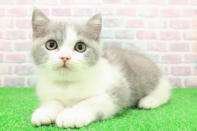 秋田県のブリティッシュショートヘアー (Coo&RIKU秋田店/2025年11月24日生まれ/女の子/ブルーホワイト)の子猫の2枚目の画像