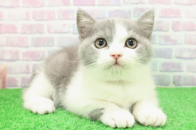 秋田県のブリティッシュショートヘアー (Coo&RIKU秋田店/2025年11月24日生まれ/女の子/ブルーホワイト)の子猫の3枚目の画像