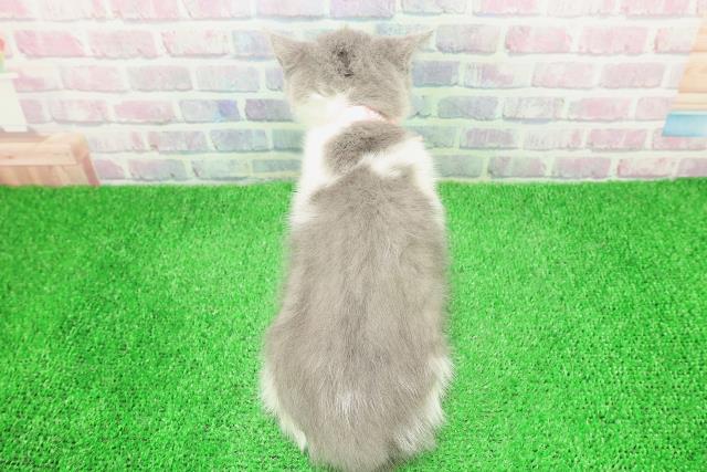 秋田県のブリティッシュショートヘアー (Coo&RIKU秋田店/2025年11月24日生まれ/女の子/ブルーホワイト)の子猫の4枚目の画像