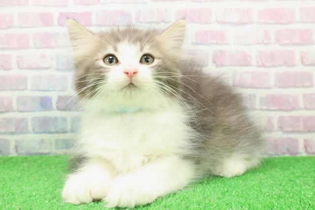 東京都のノルウェージャンフォレストキャット (Coo&RIKU吉祥寺店/2025年11月28日生まれ/男の子/ブルータビーホワイト)の子猫の2枚目の画像