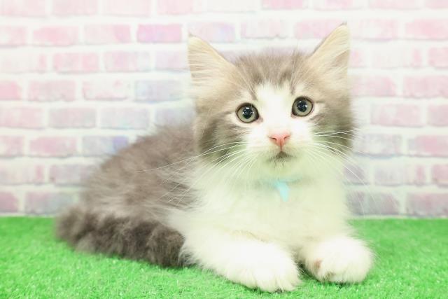 東京都のノルウェージャンフォレストキャット (Coo&RIKU吉祥寺店/2025年11月28日生まれ/男の子/ブルータビーホワイト)の子猫の3枚目の画像