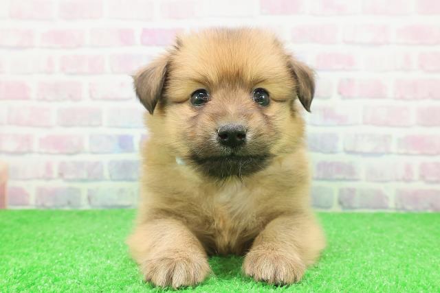 山形県のポメックス(ポメラニアン×ダックス) (Coo&RIKUイオンタウン酒田店/2025年12月5日生まれ/男の子/オレンジ)の子犬の1枚目の画像