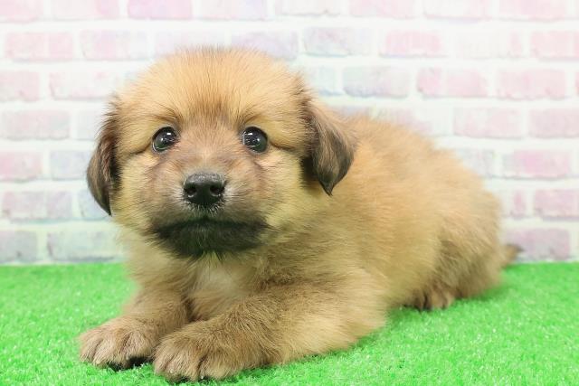 山形県のポメックス(ポメラニアン×ダックス) (Coo&RIKUイオンタウン酒田店/2025年12月5日生まれ/男の子/オレンジ)の子犬の2枚目の画像