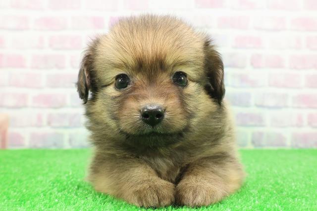 北海道のポメックス(ポメラニアン×ダックス) (Coo&RIKU帯広店/2025年12月5日生まれ/女の子/オレンジ)の子犬