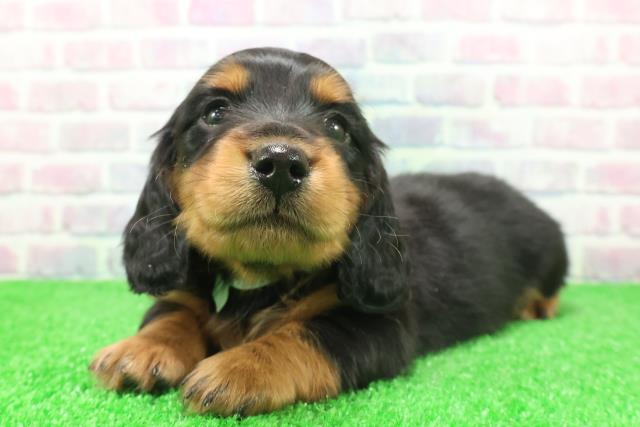 北海道のミニチュアダックスフンド(ロング) (Coo&RIKU北見店/2025年12月7日生まれ/男の子/ブラックタン)の子犬の2枚目の画像