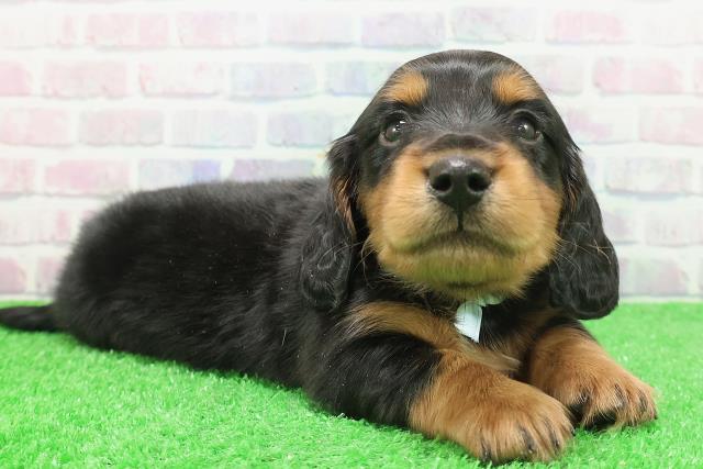 北海道のミニチュアダックスフンド(ロング) (Coo&RIKU北見店/2025年12月7日生まれ/男の子/ブラックタン)の子犬の3枚目の画像