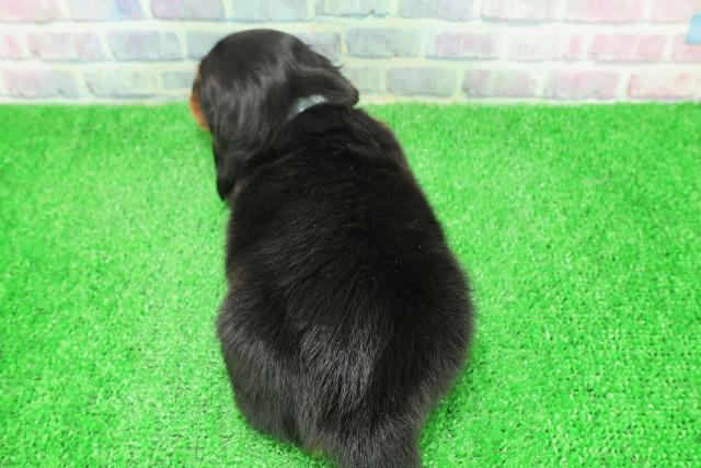 北海道のミニチュアダックスフンド(ロング) (Coo&RIKU北見店/2025年12月7日生まれ/男の子/ブラックタン)の子犬の4枚目の画像