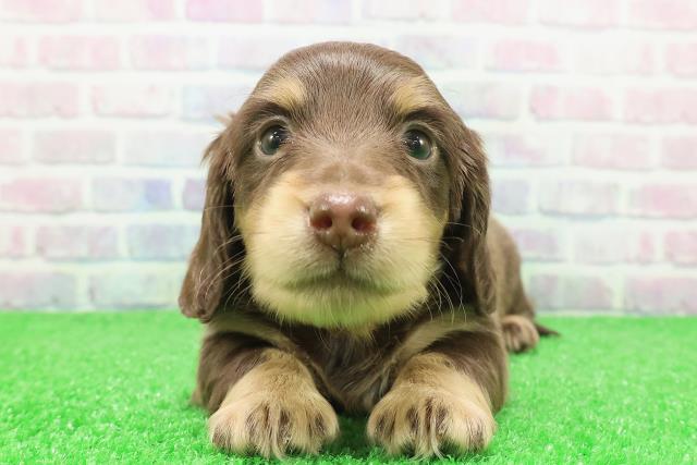 石川県のミニチュアダックスフンド(ロング) (Coo&RIKU金沢店/2025年12月7日生まれ/男の子/チョコレートタン)の子犬の1枚目の画像