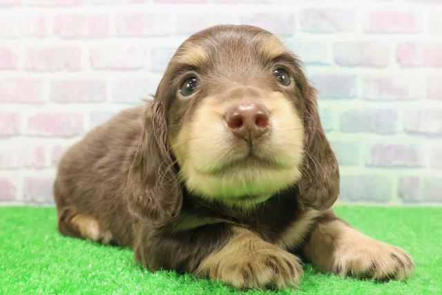 石川県のミニチュアダックスフンド(ロング) (Coo&RIKU金沢店/2025年12月7日生まれ/男の子/チョコレートタン)の子犬の3枚目の画像