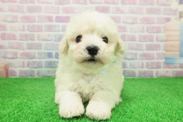 千葉県のビションフリーゼ (Coo&RIKU東金店/2025年12月6日生まれ/男の子/ホワイト)の子犬の1枚目の画像