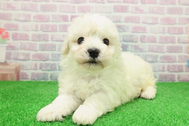 千葉県のビションフリーゼ (Coo&RIKU東金店/2025年12月6日生まれ/男の子/ホワイト)の子犬の2枚目の画像