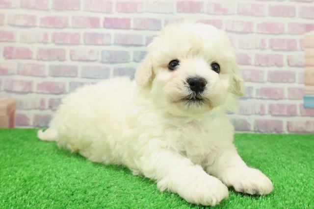 千葉県のビションフリーゼ (Coo&RIKU東金店/2025年12月6日生まれ/男の子/ホワイト)の子犬の3枚目の画像