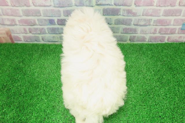 千葉県のビションフリーゼ (Coo&RIKU東金店/2025年12月6日生まれ/男の子/ホワイト)の子犬の4枚目の画像