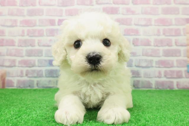 千葉県のビションフリーゼ (Coo&RIKU東船橋店/2025年12月6日生まれ/男の子/ホワイト)の子犬の1枚目の画像