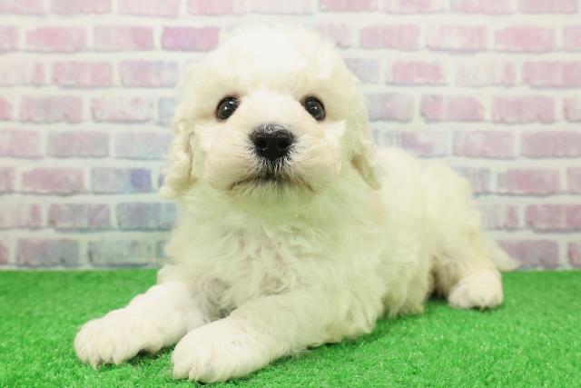 千葉県のビションフリーゼ (Coo&RIKU東船橋店/2025年12月6日生まれ/男の子/ホワイト)の子犬の2枚目の画像