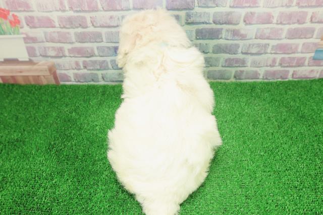 千葉県のビションフリーゼ (Coo&RIKU東船橋店/2025年12月6日生まれ/男の子/ホワイト)の子犬の4枚目の画像