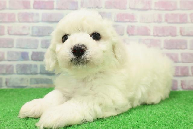 千葉県のビションフリーゼ (Coo&RIKU木更津店/2025年12月6日生まれ/男の子/ホワイト)の子犬の2枚目の画像