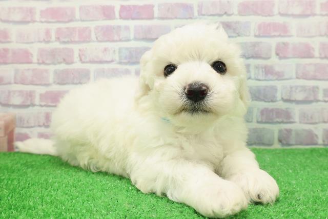 千葉県のビションフリーゼ (Coo&RIKU木更津店/2025年12月6日生まれ/男の子/ホワイト)の子犬の3枚目の画像