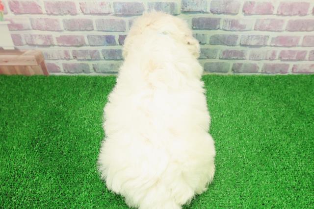 千葉県のビションフリーゼ (Coo&RIKU木更津店/2025年12月6日生まれ/男の子/ホワイト)の子犬の4枚目の画像