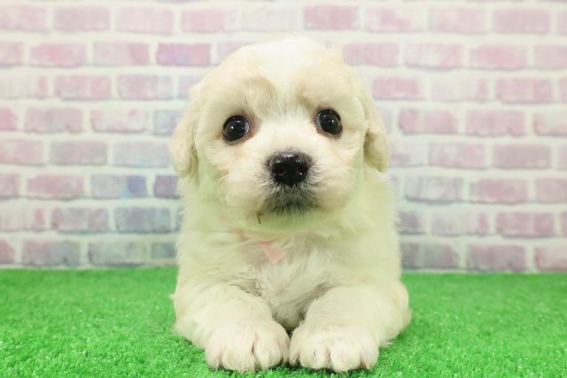 新潟県のビションフリーゼ (Coo&RIKUイオンモール新発田店/2025年12月6日生まれ/女の子/ホワイト)の子犬