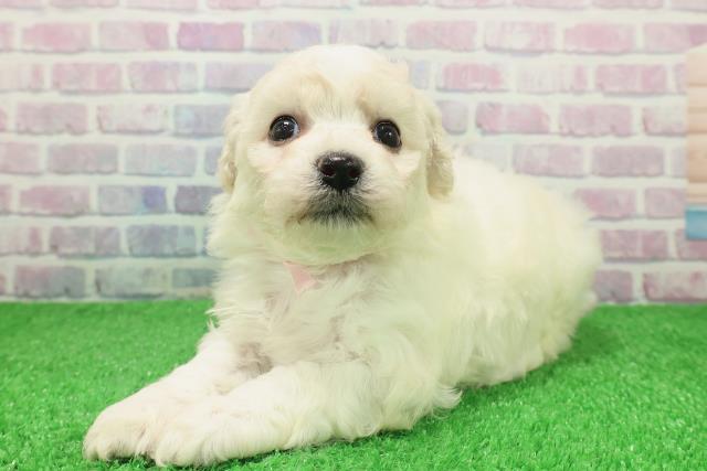 新潟県のビションフリーゼ (Coo&RIKUイオンモール新発田店/2025年12月6日生まれ/女の子/ホワイト)の子犬の2枚目の画像