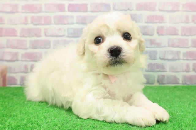 新潟県のビションフリーゼ (Coo&RIKUイオンモール新発田店/2025年12月6日生まれ/女の子/ホワイト)の子犬の3枚目の画像